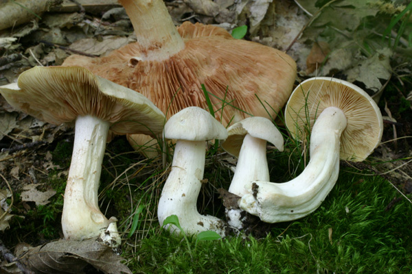 Quiz: l''apparenza inganna